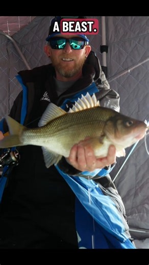 Tim Moore Outdoors on Instagram: "More Lake Winnipesaukee white perch mayhem. Give me a thumbs up if you're excited to get out there. #lakewinnipesaukee #ice #insanity #icefishing"