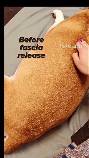 Before and After fascia release | Animal Massage