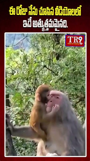 అత్యుత్తమమైనది అమ్మ ప్రేమనే || #tr9tv