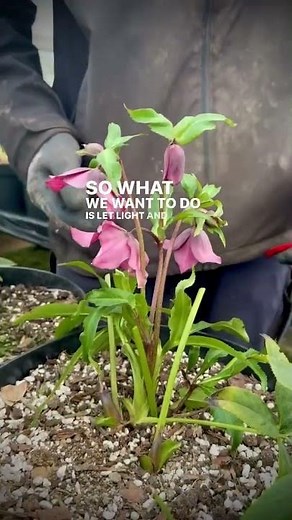 How to get your hellebores ready for the flowering season by removing all the old leaves.