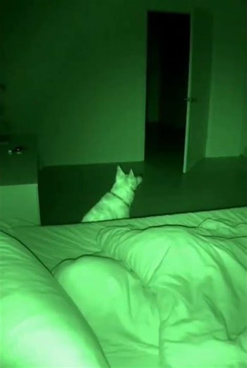 Shadow Creature Caught on CCTV at 3AM