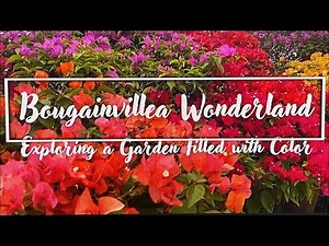 Bougainville (Explore the bougainvillea garden)