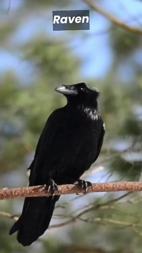 Raven Sound: Explore Animal Sounds #Shorts