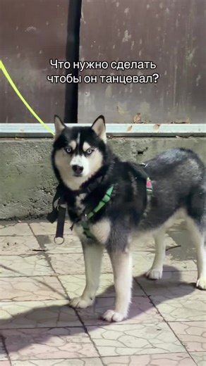 😆#рекомендации #foryoupage #рек #сглрекке | dancing dog