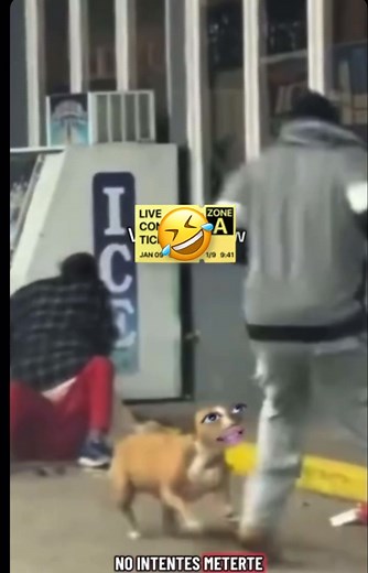 Mi perro defendiéndome 😅 y soporten #fyp #humor #PFS #viral | Yurico Campos