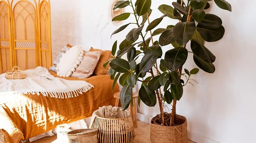 Gummibaum durch Ableger oder Abmoosen vermehren