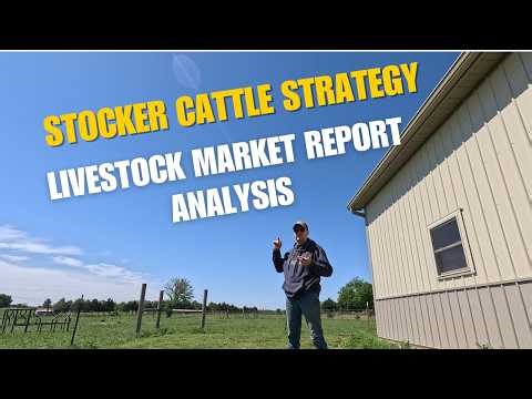 Stocker Calves - USDA Livestock Market Report Analysis