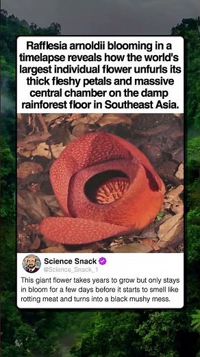 LARGEST FLOWER ON THE EARTH