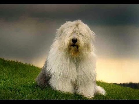 Old English Sheepdog (Bobtail)