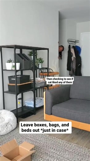 23K views · 1.4K reactions | Part Two! More things cat people have in common  which one is your favorite and did we miss any big ones? | Fostering kittens | Facebook