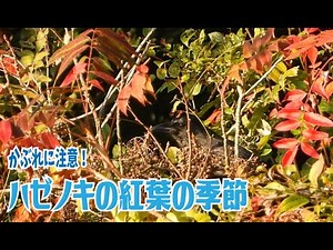 ハゼノキの紅葉の季節 かぶれに注意！