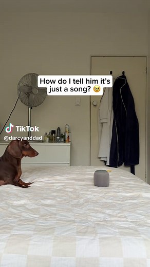 Smart Dachshund Turns Around to Music