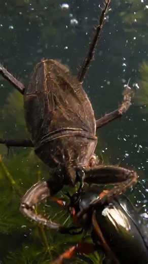 This 7-Legged Alien Insect Melts Its Prey Alive! #shortsfeed #shorts #viralshorts