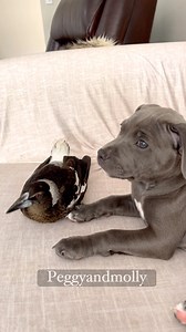 951K views · 43K reactions | Love is in the air this week with Valentines Day coming up . No matter the differences these animals share a pure love and bond that can never be broken ❤ | Peggy and Molly | Facebook