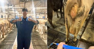 S'porean man, 21, goes to Iceland to clean cow poop as farmhand, learns more about life & himself