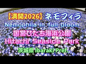 4K【満開2026】ネモフィラ「国営ひたち海浜公園」 Nemophila in full bloom, Hitachi Seaside Park