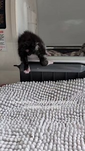 33K reactions · 446 shares | Wait, you're still here?! #BabyCats #BabyCatRescue #BottleBabyRescue #TinyButMighty #KittenFosterLife #newbornkittens #KittensOfInstagram #OrphanKittens #babyKittens #neonatalkittens #CatRescueNonprofit | FosterBabyCats | Facebook