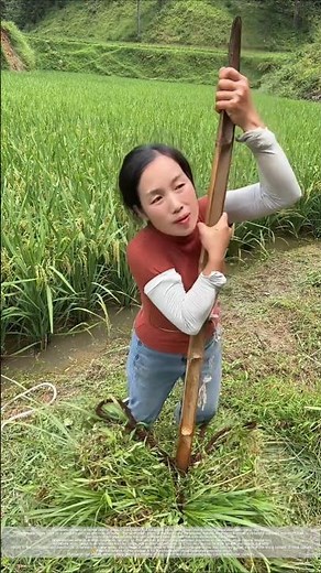 Working in the fields: Farm women cutting grass, carrying loads and feeding cattle