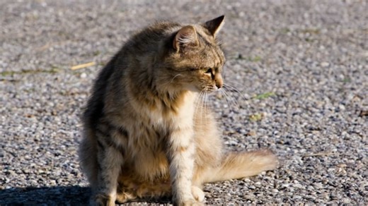 Cat, Animal, Pet. Free Stock Video