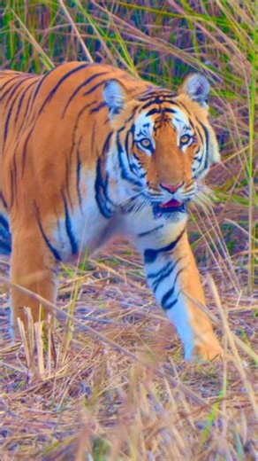 KAALI Tigress Comes TOO Close 😳🐅 | Extreme Tiger Encounter in Kishanpur Dudhwa National Park