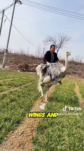 Expert Tips for Riding an Ostrich Like a Pro