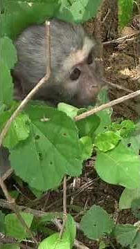 Baby vervet monkey I found while hunting in the Limpopo valley! #short