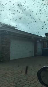 BUZZ OFF: A Florida woman watches from her car as a huge swarm of lovebugs gather outside her Melbourne home. https://abcn.ws/2HiauXm | ABC News