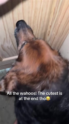 Adorable Prairie Dogs: Nature's Cutest Animals