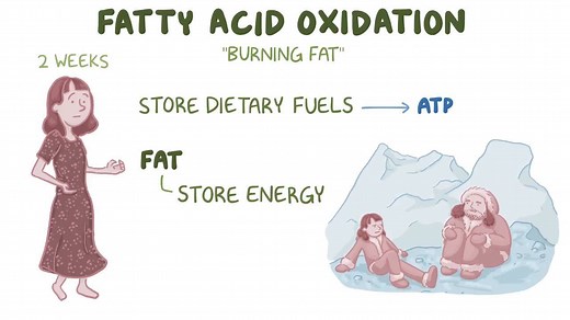 Video: Fatty acid oxidation - Video Explanation! | Osmosis | Osmosis