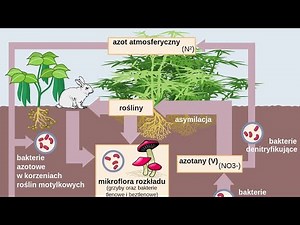 OBIEG AZOTU W PRZYRODZIE