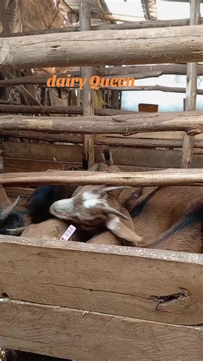 Dairy Goats for Sale in Kamangu Kikuyu