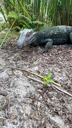 14K views · 932 reactions | We have more than just Curly Tailed lizards at ours reptile haven! This is Marge and Lucifer..she’s a snapping turtle with an insatiable appetite and he’s a very handsome Dwarf Caiman! ##feedinganimals #reptile #turtle #crocodilian | Kamp Kenan | Facebook
