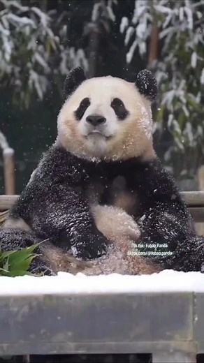 Fubao đáng yêu thực sự... #fubao #fubaoandgrandpa #phucbao #panda #gautruc #gautruccute #xuhuong #xuhuongtiktok