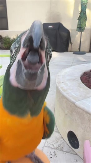 It’s angry #macaw #parrot #macaws #birds | Macaw Parrot