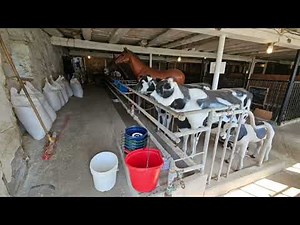 Amish Farm and House - Lancaster, Pennsylvania