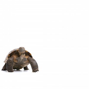 Did you know breeding desert tortoises in captivity is illegal? 🚫 🐢💕🐢🚫 One female desert tortoise can produce over 50 hatchlings in just 5 years. Even after separation from the male, females can continue to produce viable eggs for years. AZGFD's adoption program annually takes in close to 50 hatchlings from illegal breeding cases. Unlike puppies and kittens, most people prefer to adopt adult tortoises, so that's a lot of difficult-to-place hatchlings! But the hatchlings are also super cute 