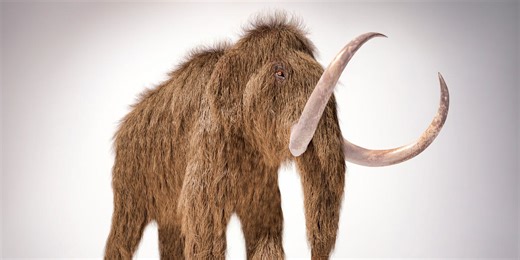 Los científicos reconstruyen el ADN de un mamut lanudo de 52.000 años. Resucitarlo podría ser el siguiente paso
