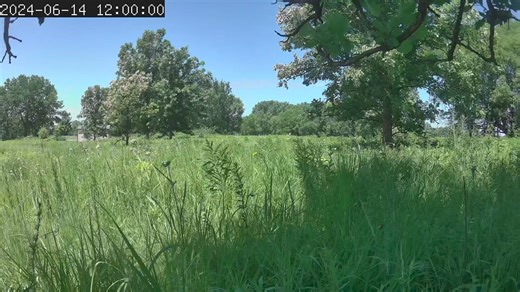 A prairie regrows after a prescribed burn was conducted to remove invasive plant species (March to July 2024). | Forest Preserve District of DuPage County