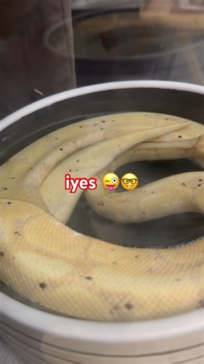Nanna our new banana python bathing as usual …. What a diva #ballpython #bananaballpython #exoticpet