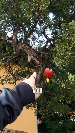 Composición fotográfica para un gato #fotografocolombiano