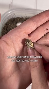 1.1M views · 7.2K reactions | What a beautiful moment to witness! Welcome to the world, little buddy! (Via - Hannah W.) | The Pet Collective | Facebook