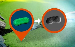 L'activité interne des cellules filmée grâce aux rayons X