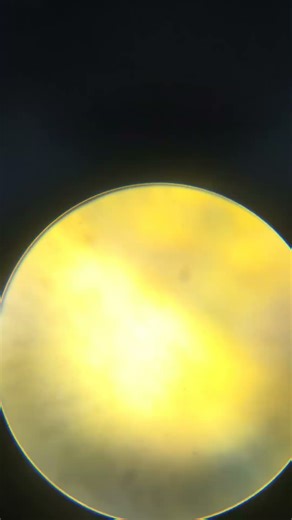 checking a piece of gummy C in microscope for science