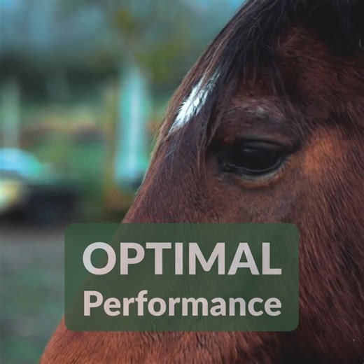 Discover FeedRight Haylage. A high-quality, partially-fermented Rhodes Grass hay that provides 40% more nutrition than feeding traditional hay and makes a HUGE difference. The benefits of feeding haylage are undeniable: - No dust - No waste - Highly digestible - More bio-available - feed less - Better gut health - Improved animal temperament. - Optimised performance. | FeedRight