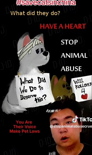 Stop Cat Abuse in China: Wang Chaoyi's Cruelty Exposed