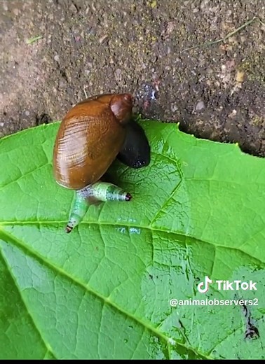 Zombie Snail: The Parasite's Control Mechanism