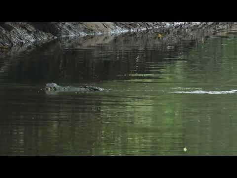 Mating Behaviour of Saltwater Crocodiles
