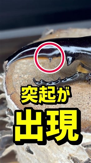 New Arrivals #Hercules #Rhinoceros Beetle