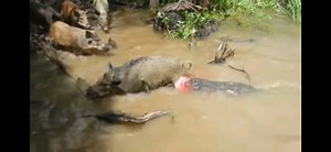 An Alligator gets a hog