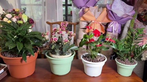 11 Inch Plastic-Flower-Pot-for-Indoor-Plants, 4 Pack Large Outdoor Planter Pot with Drainage Holes & Saucers, Resin Decorative Garden Pots Planters